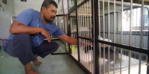 Anda Mau Kawinkan Kucing Ras? Ada Jasa Pacak Kucing di Ketami