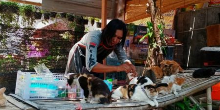 Sosok Wiwin Winarti: Malaikat Kucing-Kucing Terlantar