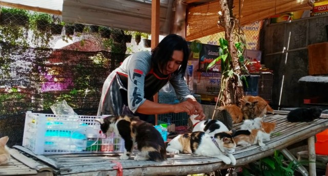 Sosok Wiwin Winarti: Malaikat Kucing-Kucing Terlantar